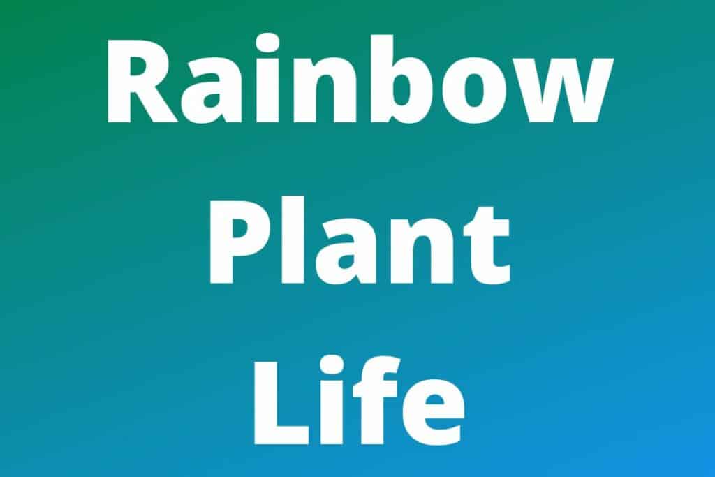 Rainbow plant life net worth nisha s income and boyfriend work with